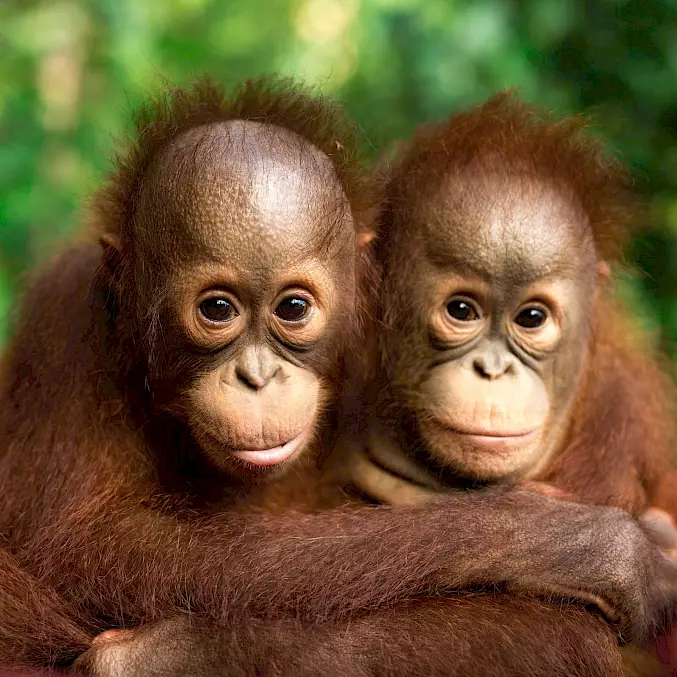 Die beiden Orang-Utan-Waisen finden in der BOS-Rettungsstation Schutz und Zuneigung. Und eine Chance auf ein Leben in Freiheit. © Björn Vaughn | BOSF | BOS Schweiz