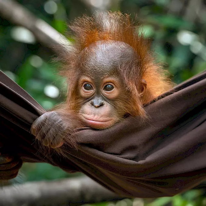 Hauptbild: Eine Orang-Utan-Waise liegt in der BOS-Rettungsstation in einer Hängematte. © Björn Vaughn | BOSF | BOS Schweiz