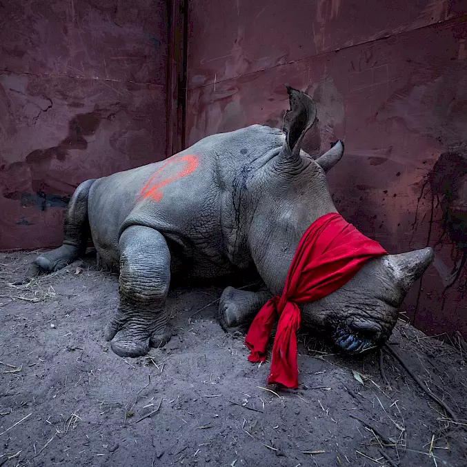 Grosses Bild: Ein junges Breitmaulnashorn, betäubt und mit verbundenen Augen, wird von Südafrika nach Botswana umgesiedelt. © Neil Aldridge
