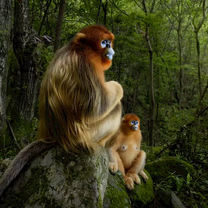 Grosses Bild: Zwei männliche Goldstumpfnasenaffen, fotografiert in Shaanxi, China (2015). © Marsel van Oosten | www. squiver.com