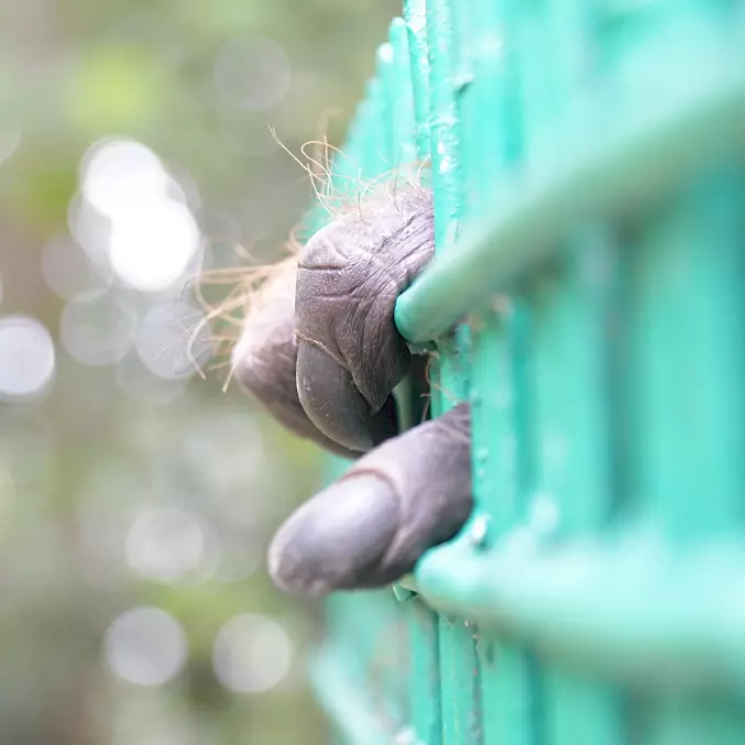 Grosses Bild: Kurz vor der grossen Freiheit - dieser Orang-Utan sieht hoffentlich zum letzten Mal Gitter. © BOS Foundation