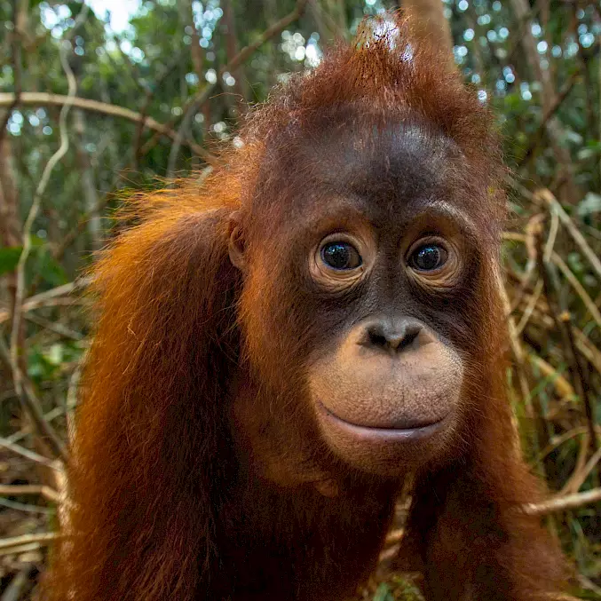 Grosses Bild: Orang-Utan Taymur in der BOS-Waldschule. © Björn Vaughn | BOSF | BOS Schweiz