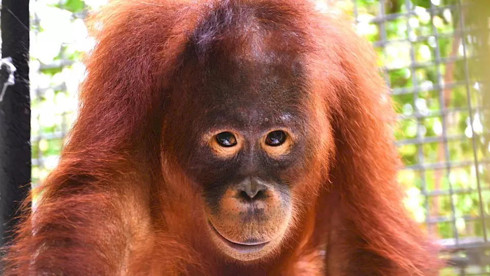 Orang-Utan Taymur bei der BOS Foundation