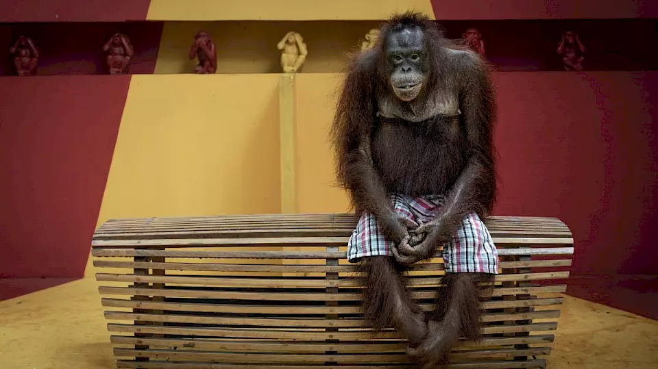 Orang-Utan wird zum Boxen gezwungen