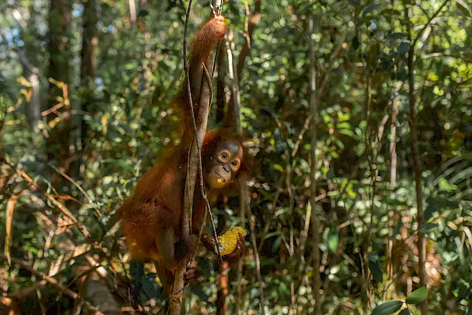 Grosses Bild: Orang-Utans in der BOS-Waldschule. ©Björn Vaughn | BOSF | BOS Schweiz