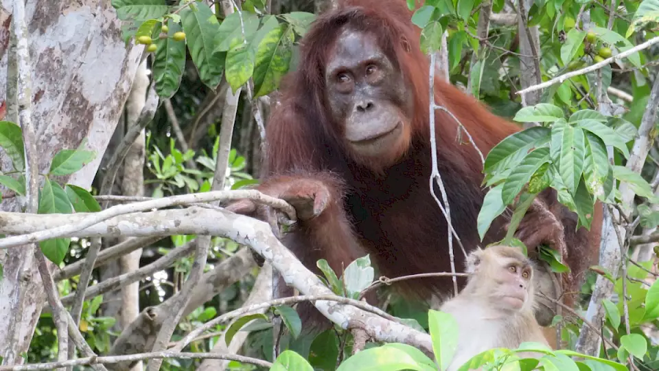 Orang-Utan mit Makake