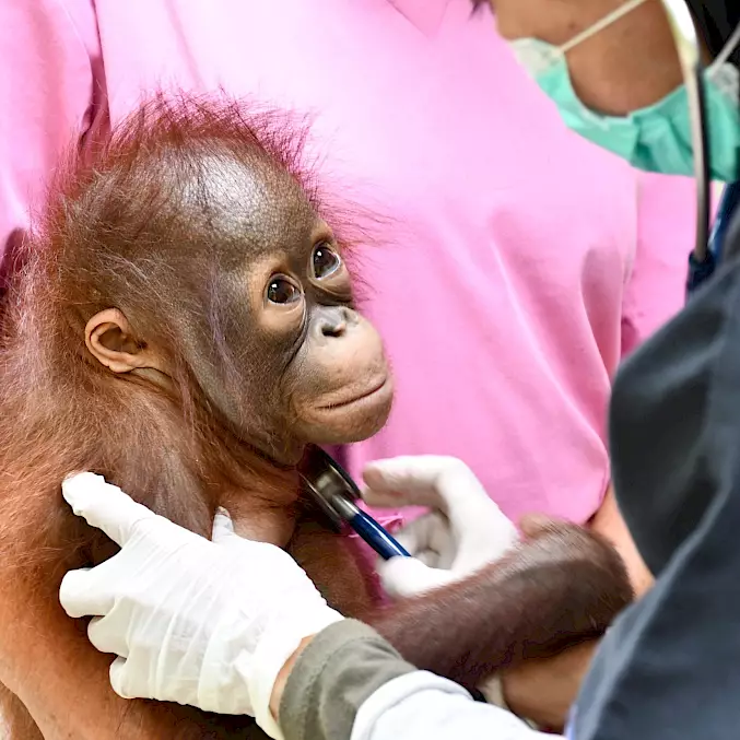 Orang-Utan Roy wird vom BOS-Team medizinisch untersucht. © BOS Foundation